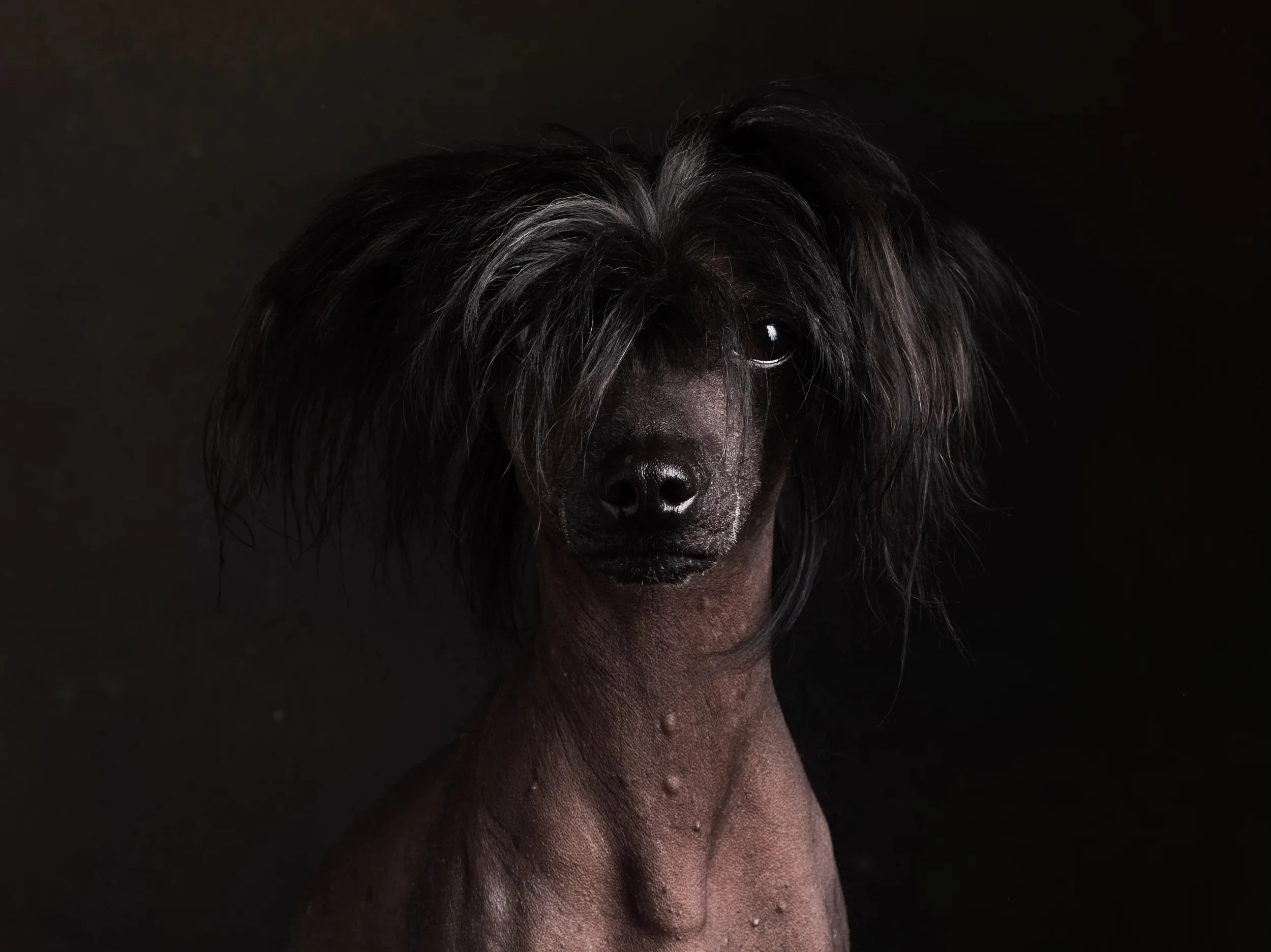 BALD IS BEAUTIFUL - klausdyba-dog-portraits-studio_00007 - PETS Photography by Klaus Dyba